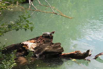 Emys orbicularis - The European pond turtle basking on sun